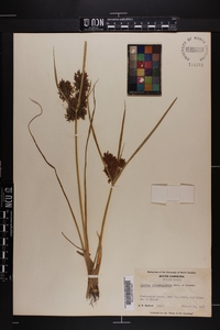 Cyperus flavicomus image