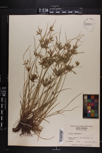 Cyperus compressus image