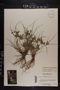 Cyperus compressus image