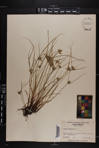 Cyperus compressus image