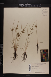 Cyperus compressus image