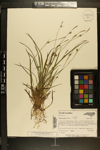 Carex styloflexa image