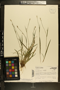 Carex styloflexa image