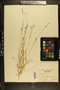 Carex styloflexa image