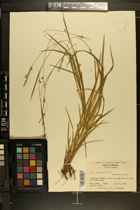 Carex styloflexa image