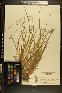 Carex styloflexa image