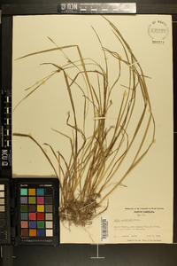 Carex styloflexa image