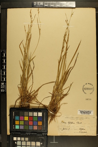 Carex styloflexa image