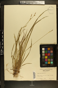 Carex styloflexa image