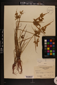 Cyperus iria image