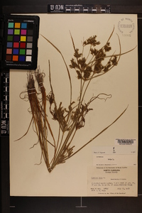 Cyperus iria image