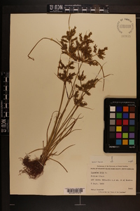 Cyperus iria image