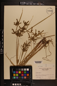 Cyperus iria image