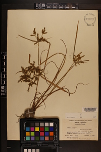 Cyperus iria image