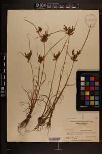 Cyperus iria image