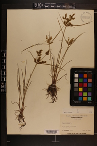 Cyperus iria image