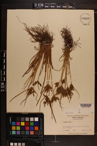 Cyperus iria image