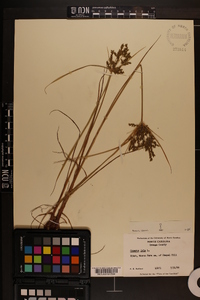 Cyperus iria image