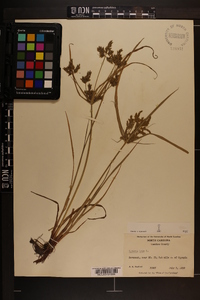 Cyperus iria image