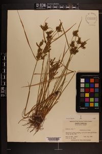 Cyperus iria image