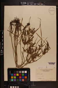 Cyperus iria image