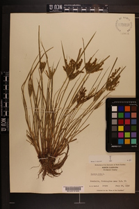 Cyperus iria image