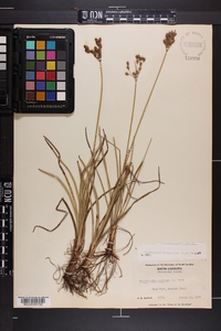 Fimbristylis caroliniana image