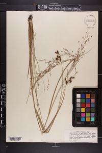 Fimbristylis castanea image