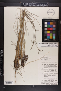 Fimbristylis castanea image