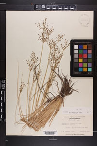 Fimbristylis miliacea image