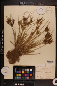 Cyperus iria image