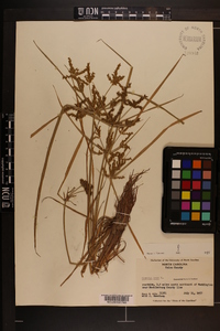 Cyperus iria image