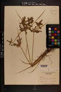 Cyperus iria image