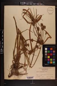 Cyperus lancastriensis image