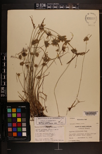 Cyperus lupulinus image