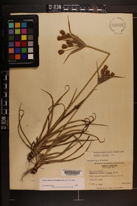 Cyperus plukenetii image