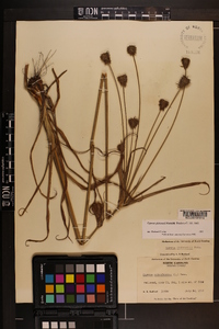 Cyperus plukenetii image