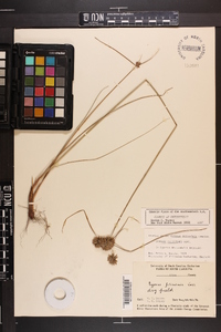 Cyperus filiculmis image