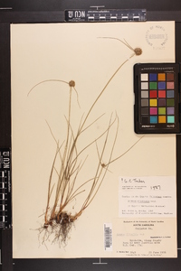 Cyperus filiculmis image