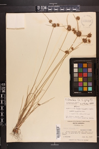 Cyperus filiculmis image