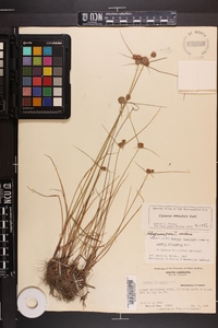 Cyperus filiculmis image