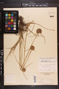 Cyperus filiculmis image