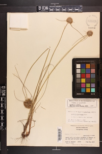 Cyperus filiculmis image