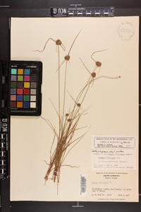 Cyperus filiculmis image