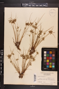 Cyperus flavescens image