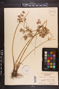 Cyperus haspan var. americanus image