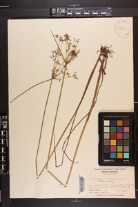 Cyperus haspan var. americanus image