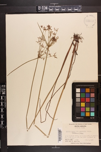 Cyperus haspan image