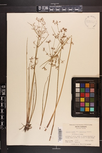 Cyperus haspan image