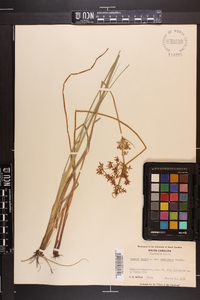 Cyperus haspan var. americanus image